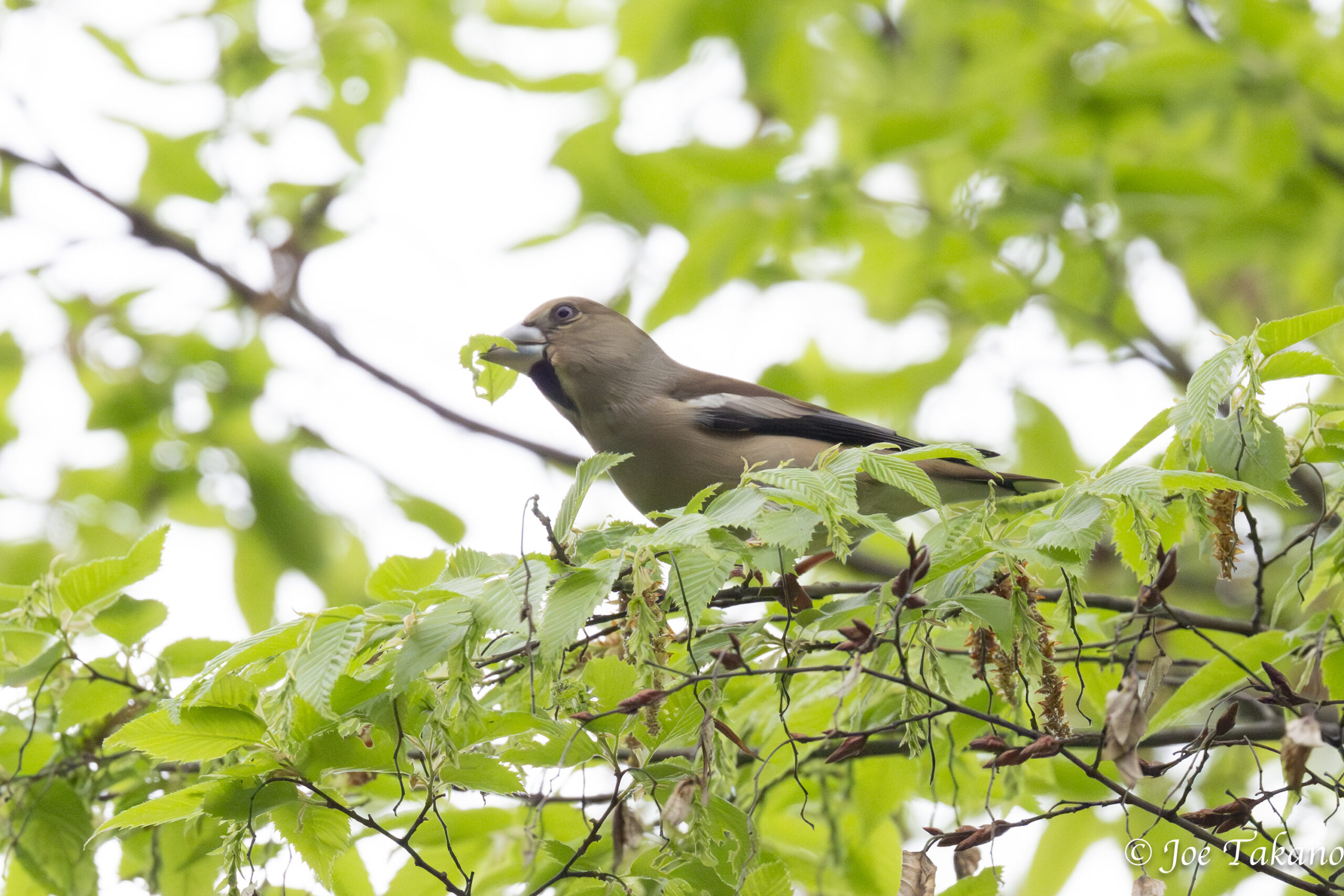 葉っぱ（にいる虫）を食べるシメ