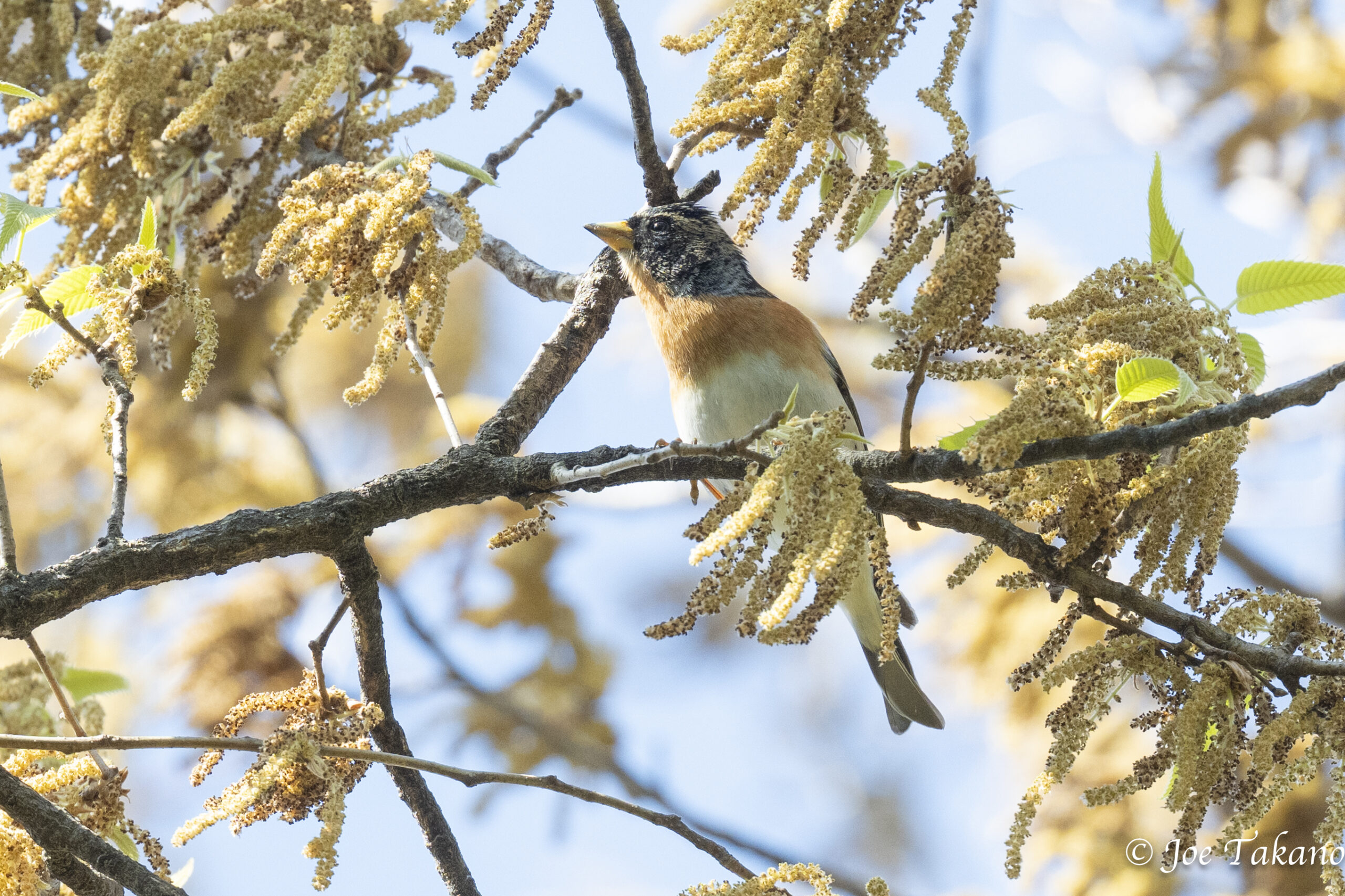 クヌギの花とアトリ