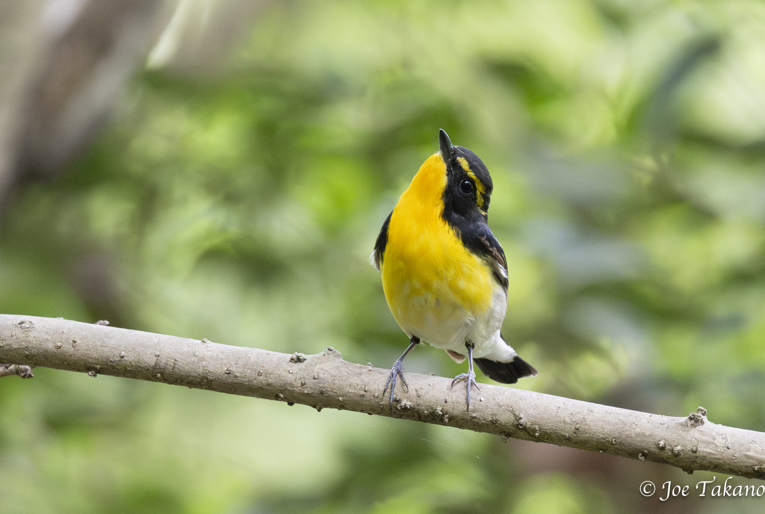 キビタキのオス