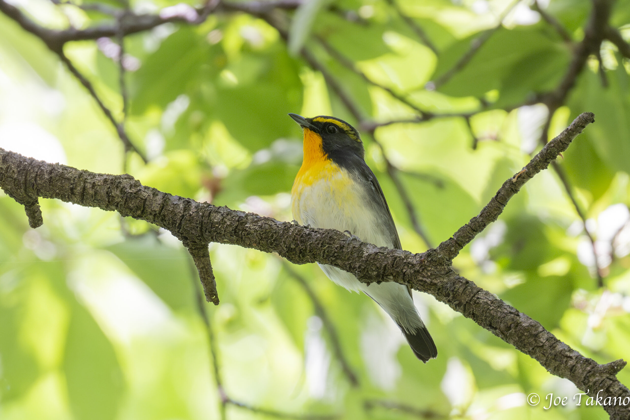 今日のキビタキ