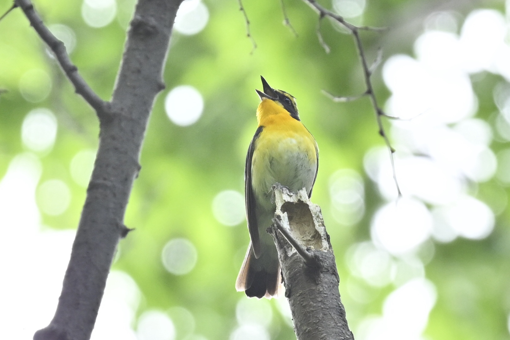 さえずるキビタキ