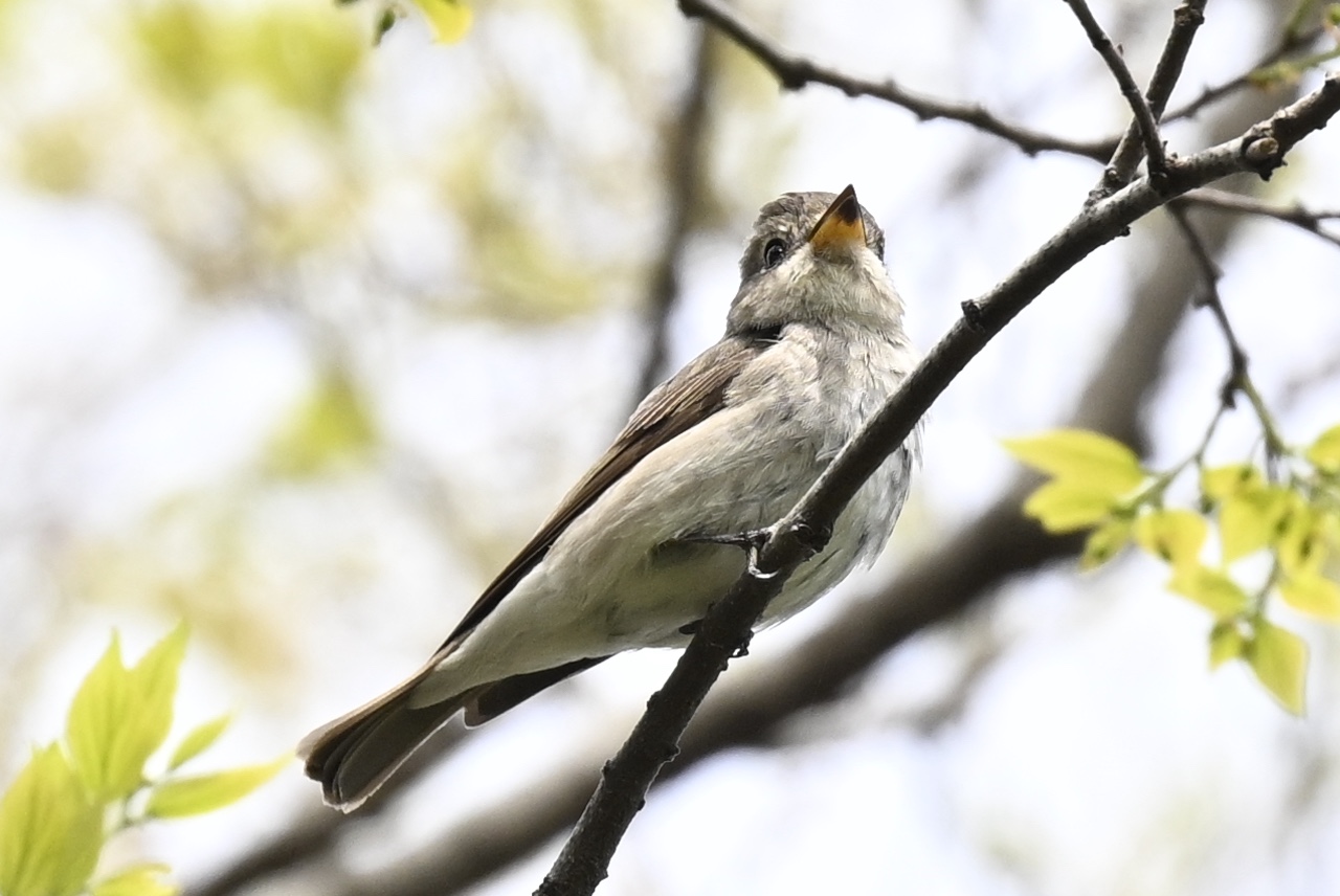 ぐぜるコサメビタキ