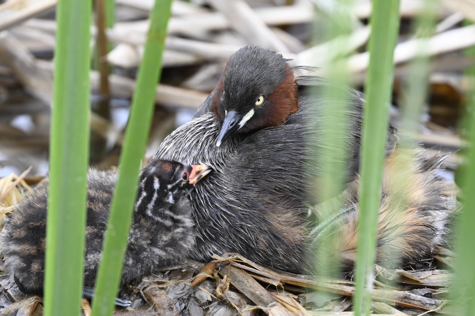 カイツブリの親子