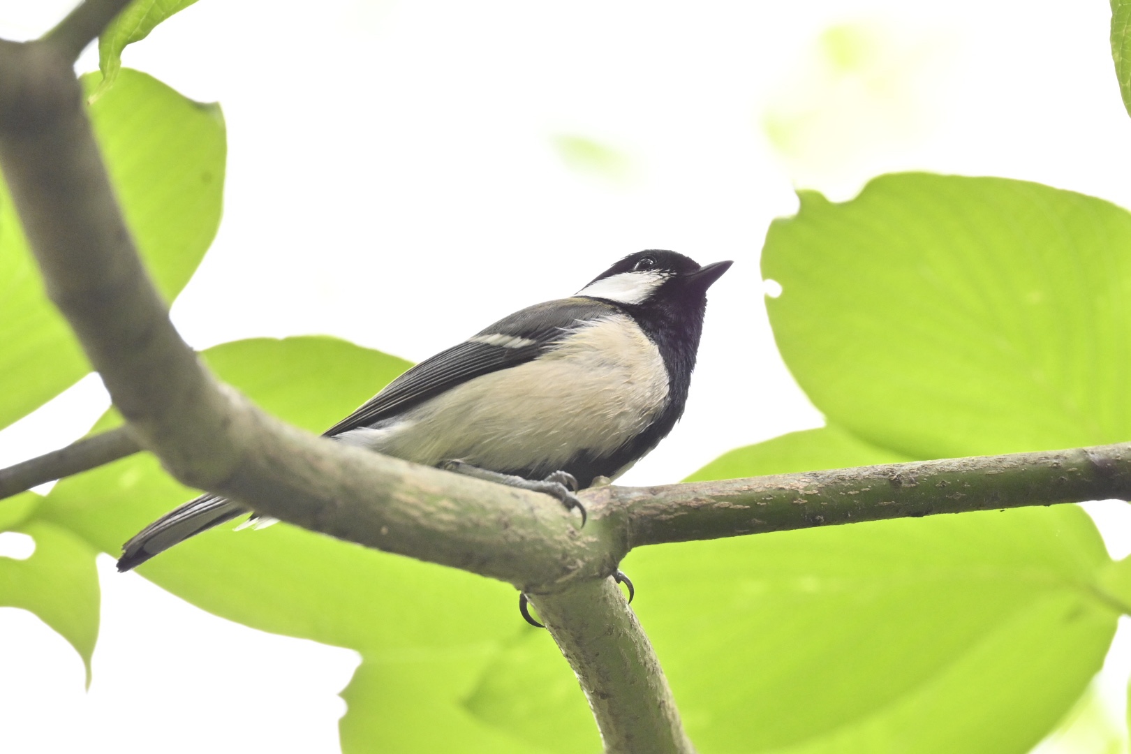 ミズキにとまったシジュウカラ