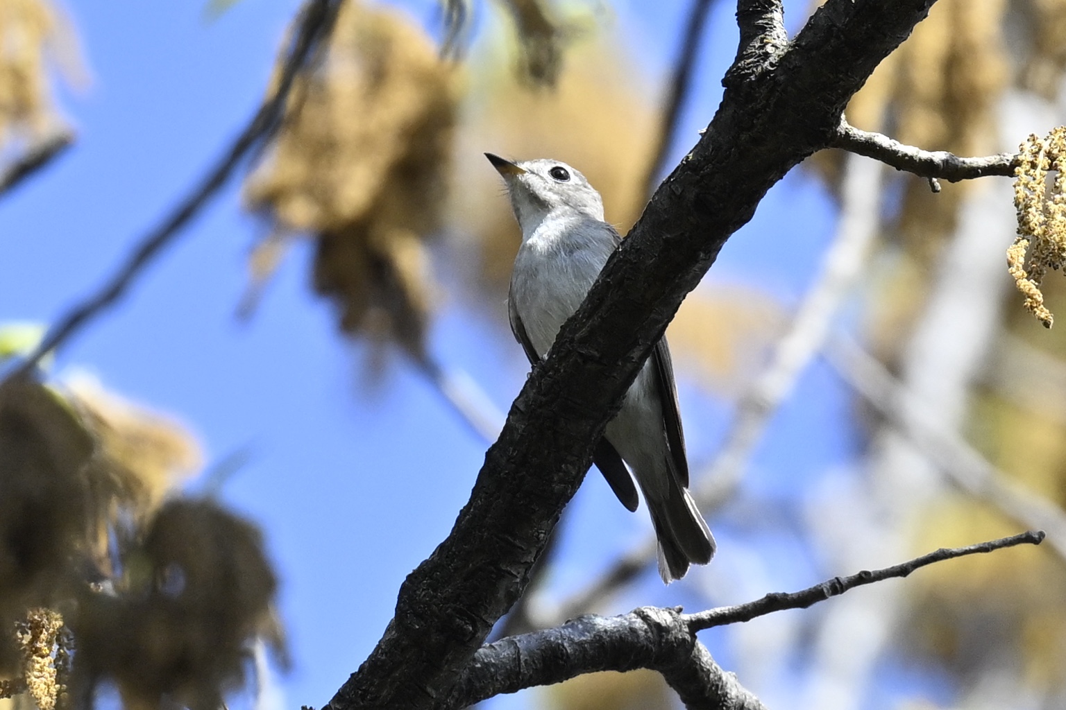 クヌギにいたコサメビタキ