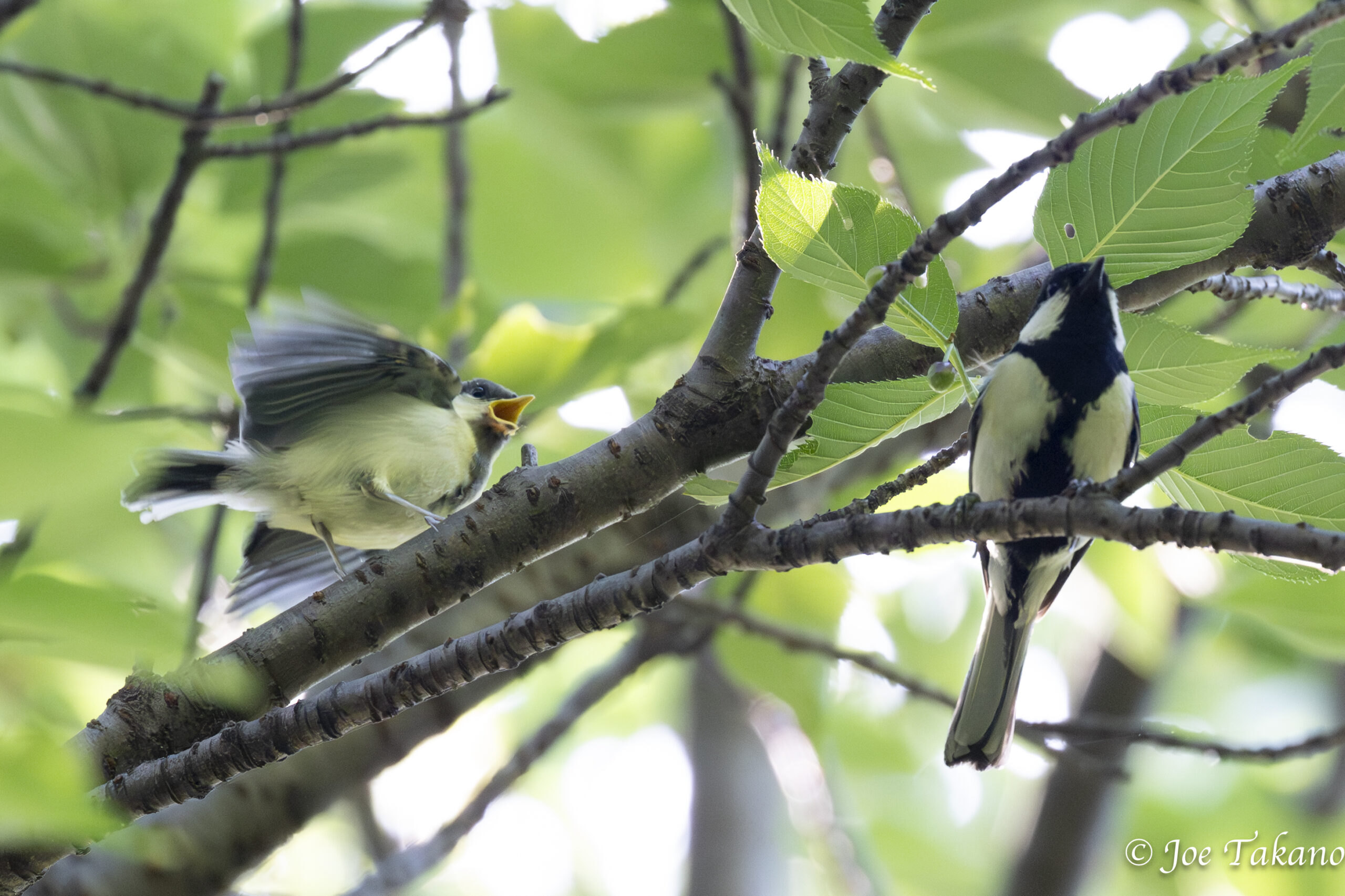 餌ねだりするシジュウカラの幼鳥と親鳥