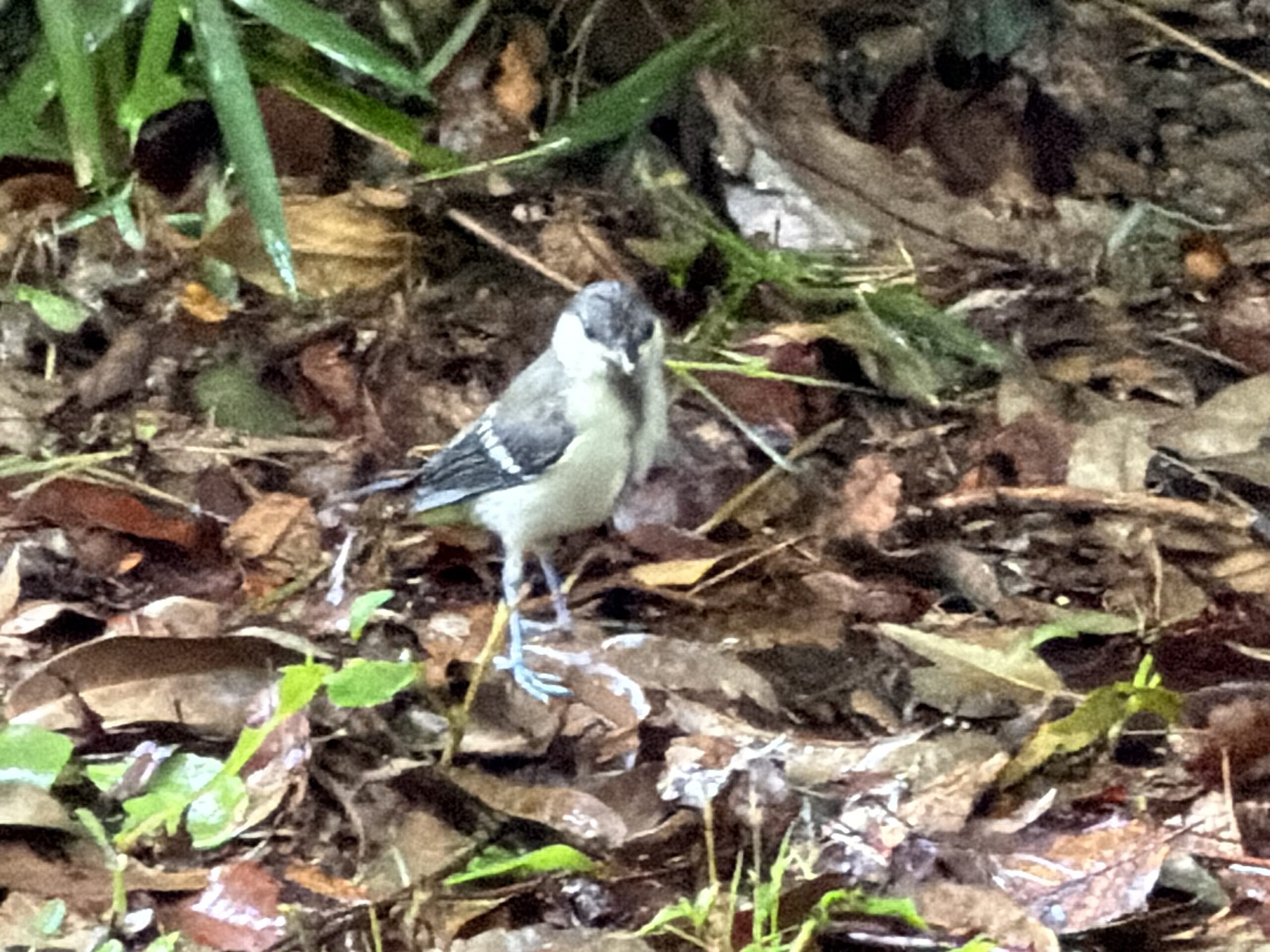 iPhoneで撮影したシジュウカラの幼鳥