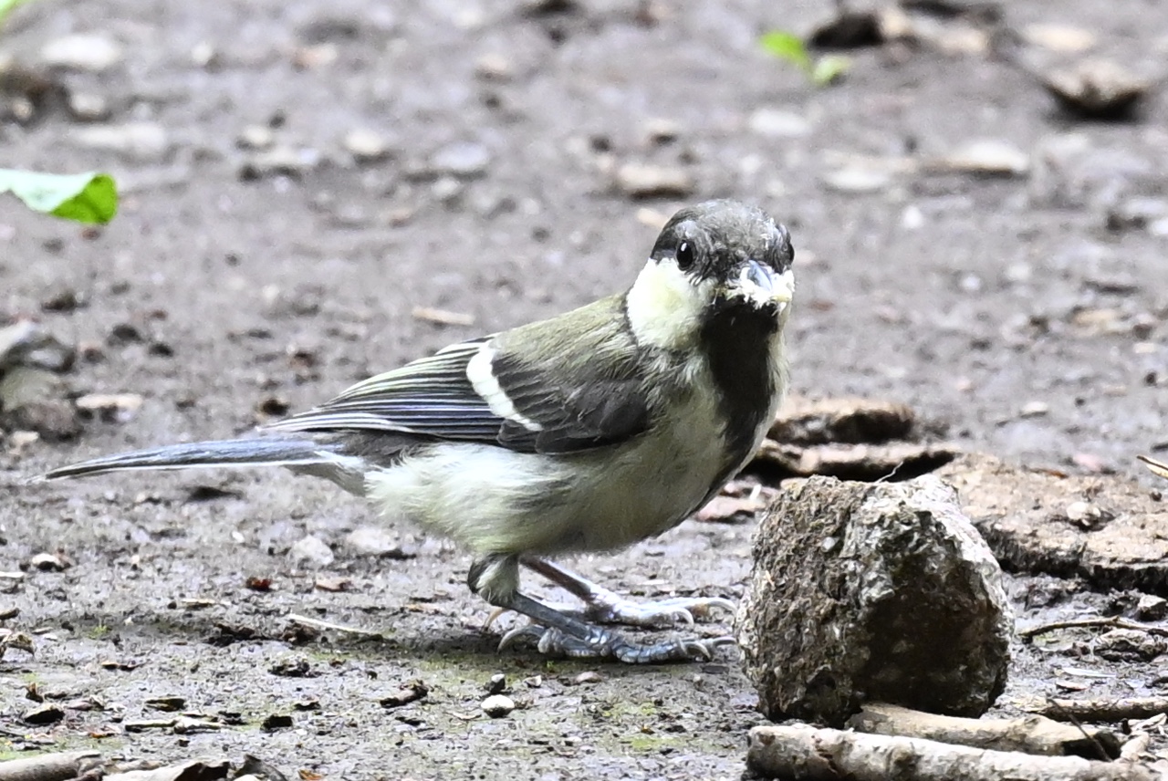 チュウゴクアミガサハゴロモの幼虫をくわえたシジュウカラの幼鳥