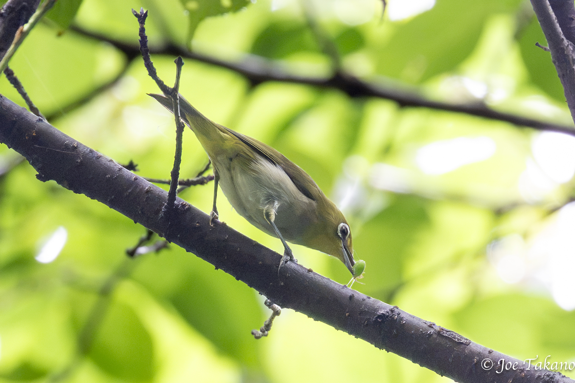 カメムシの幼虫を捕らえたメジロ