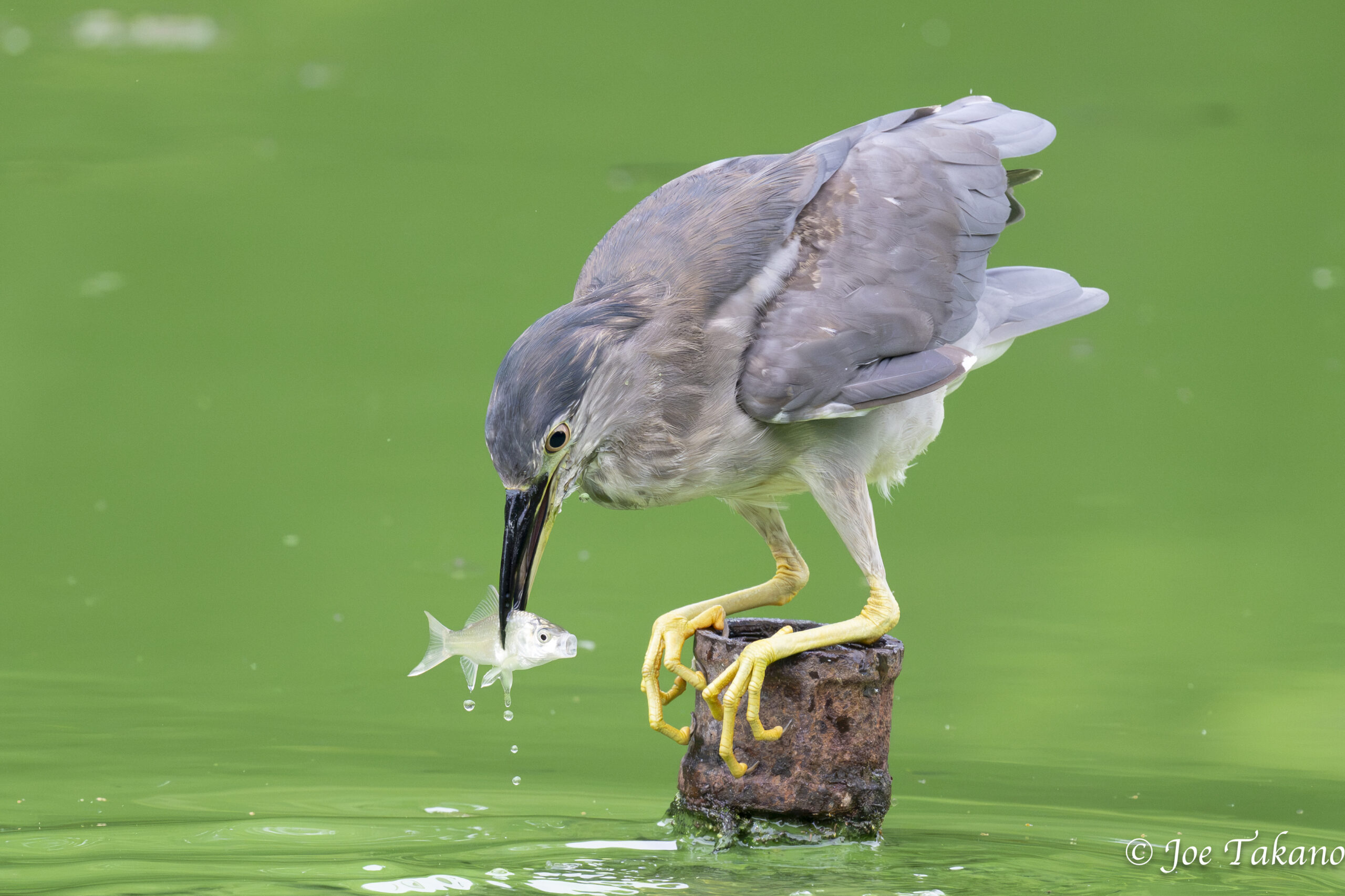 フナを捕らえたゴイサギ若鳥