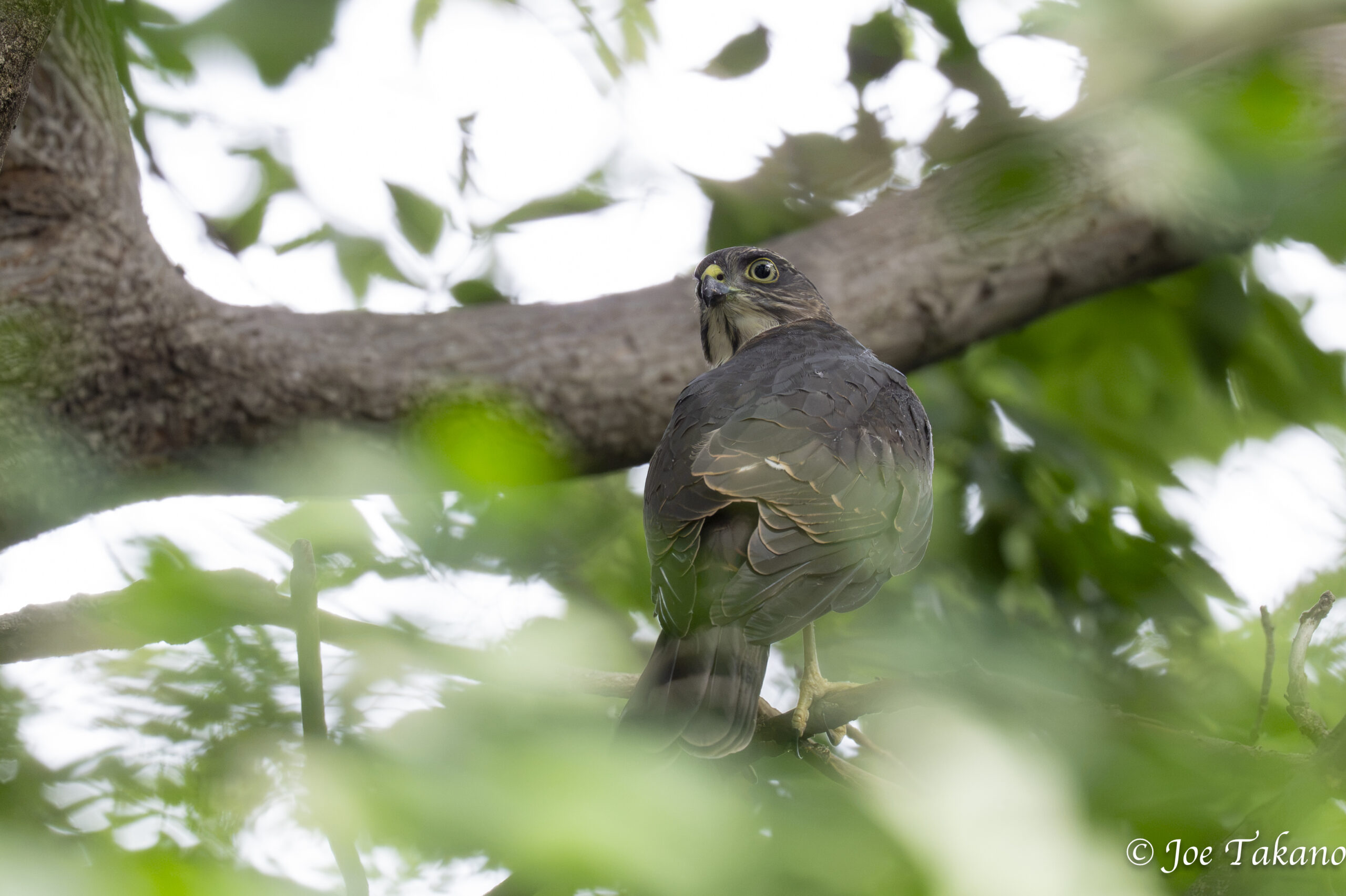 ツミのオス幼鳥