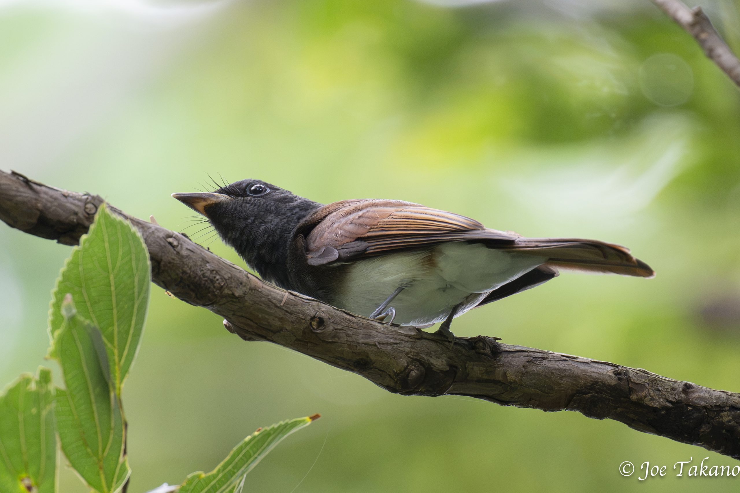 サンコウチョウ幼鳥