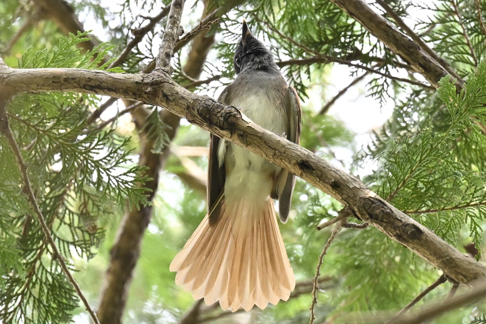 サンコウチョウ幼鳥