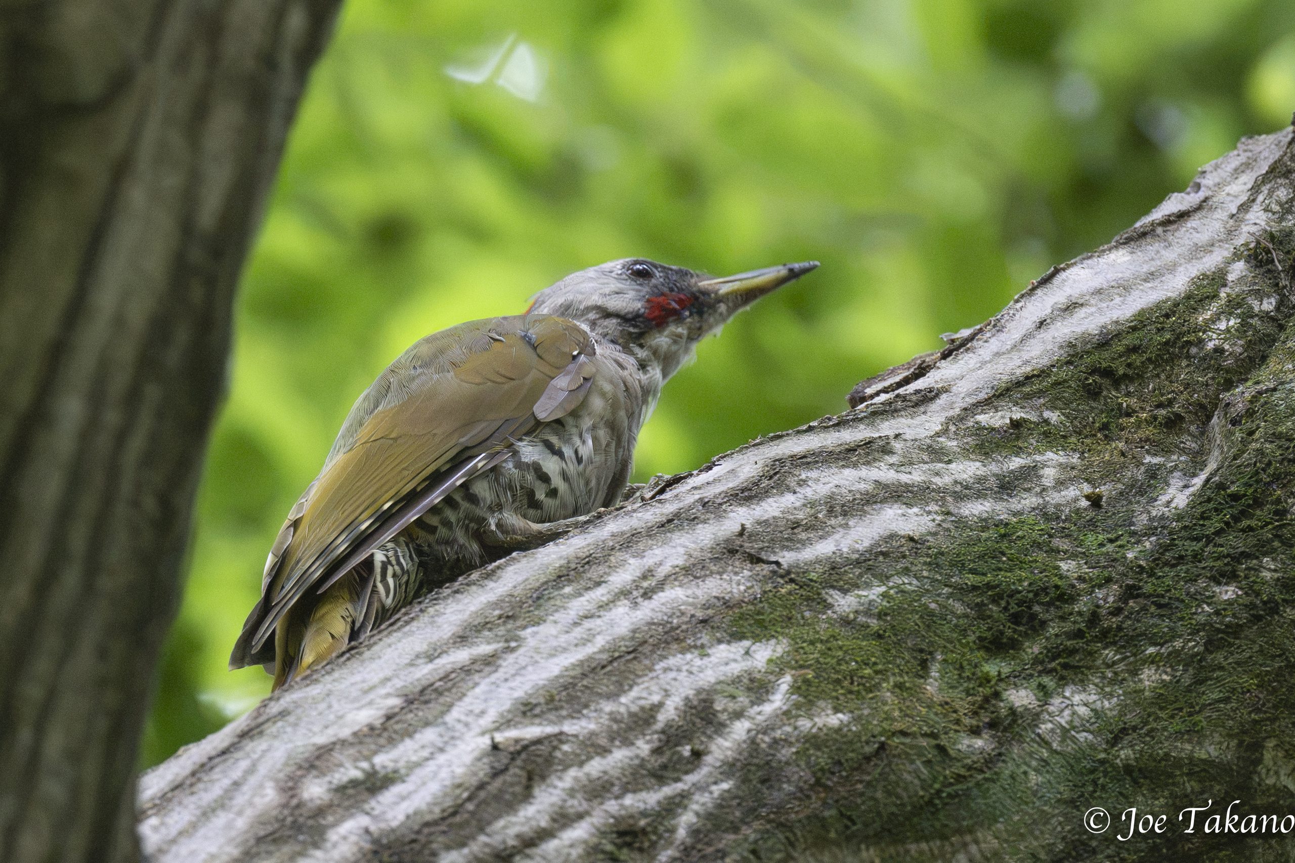 アオゲラ