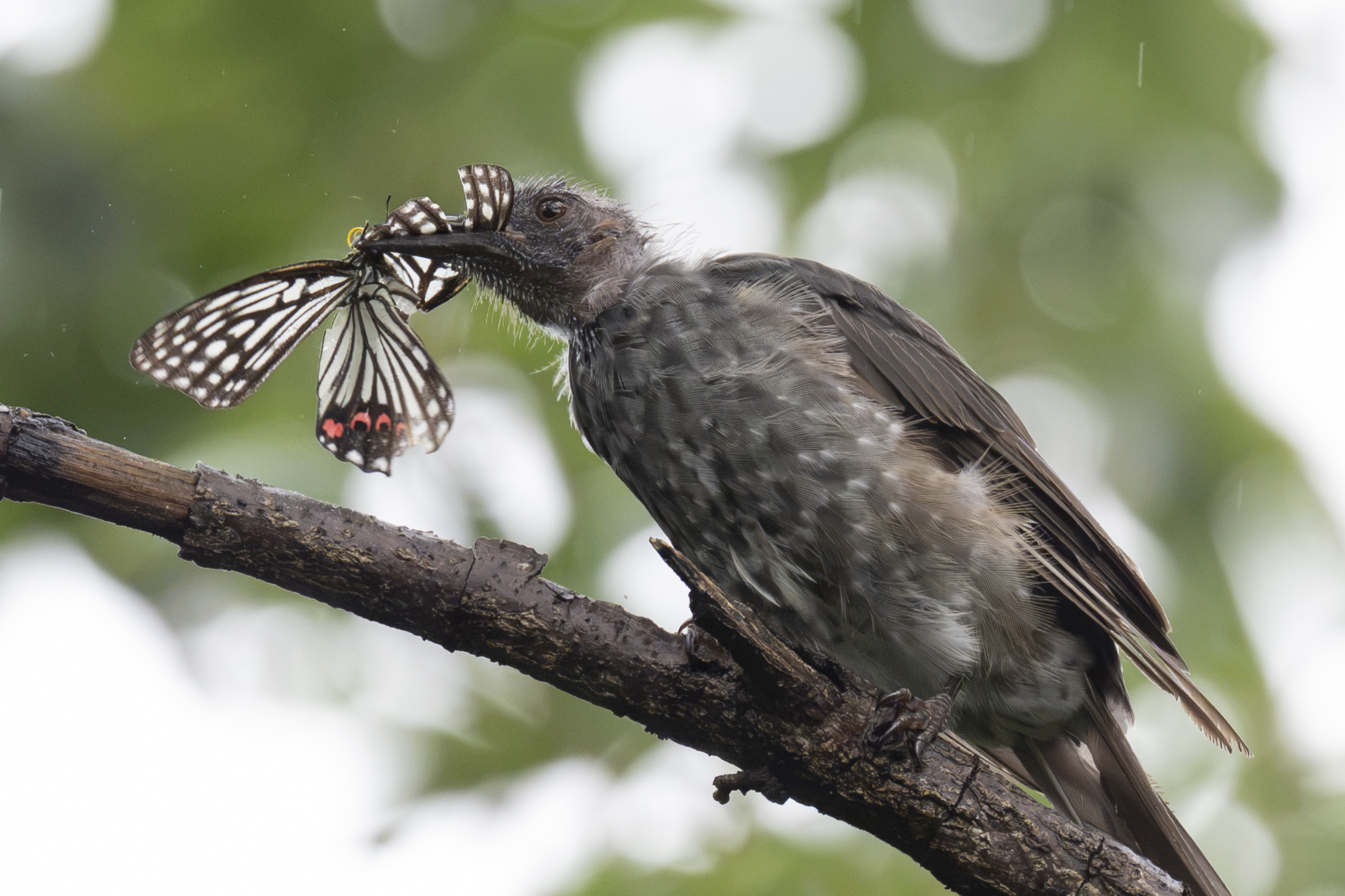 アカボシゴマダラを捕食するヒヨドリ