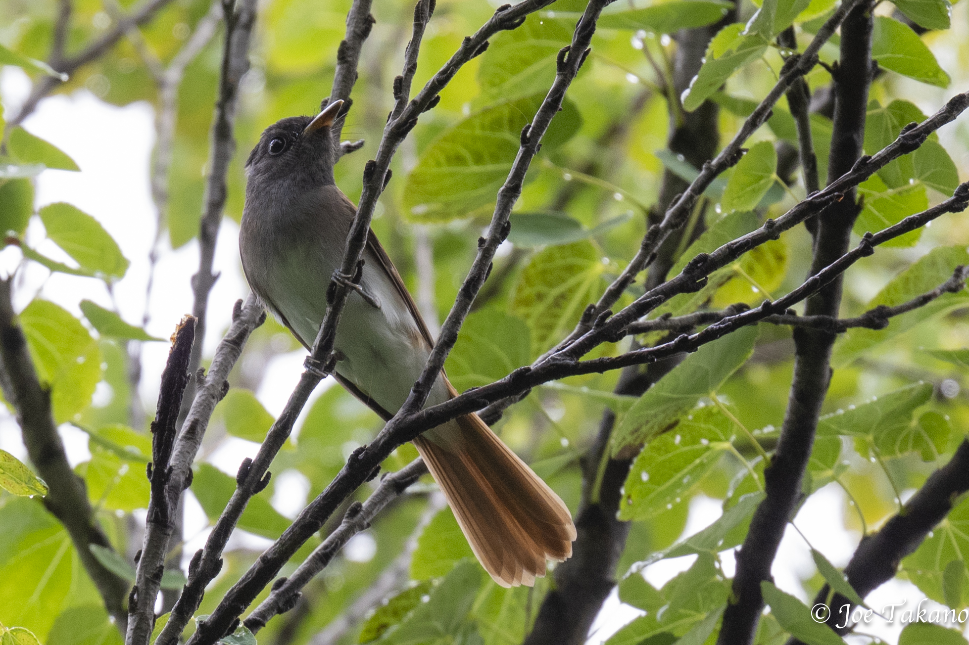 サンコウチョウ幼鳥