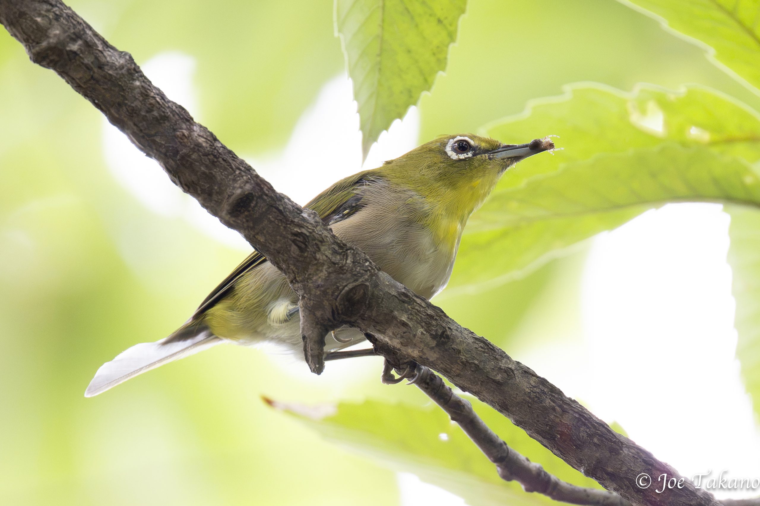 クモを食べるメジロ