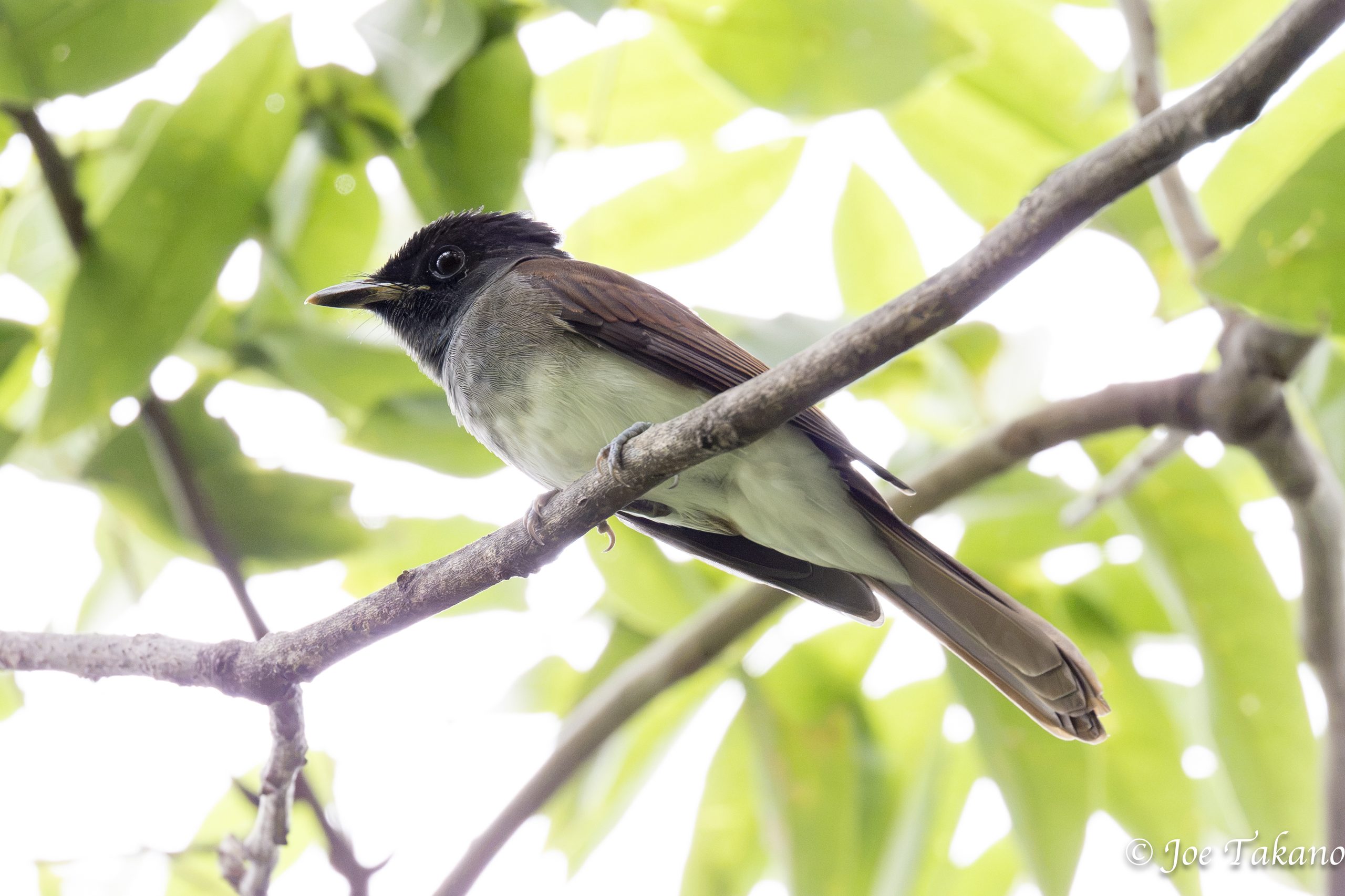 サンコウチョウ幼鳥